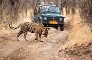 jeep-safari-in-udaipur